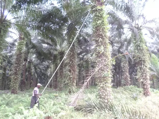 Palmharvest